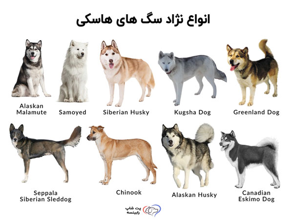 سگ هاسکی در ایران و نحوه نگهداری آن را بدانید